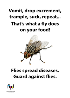 Flies - carry diseases