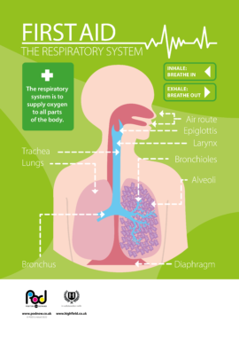 First Aid - The respiratory system