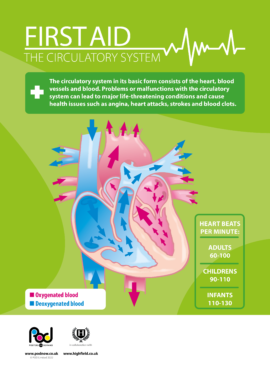 First Aid - The circulatory system