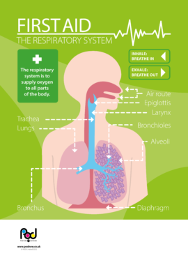 First Aid - The respiratory system