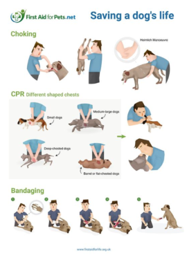Saving a Dogs Life